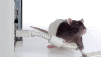 Sustainable Pest Control: Rodent…